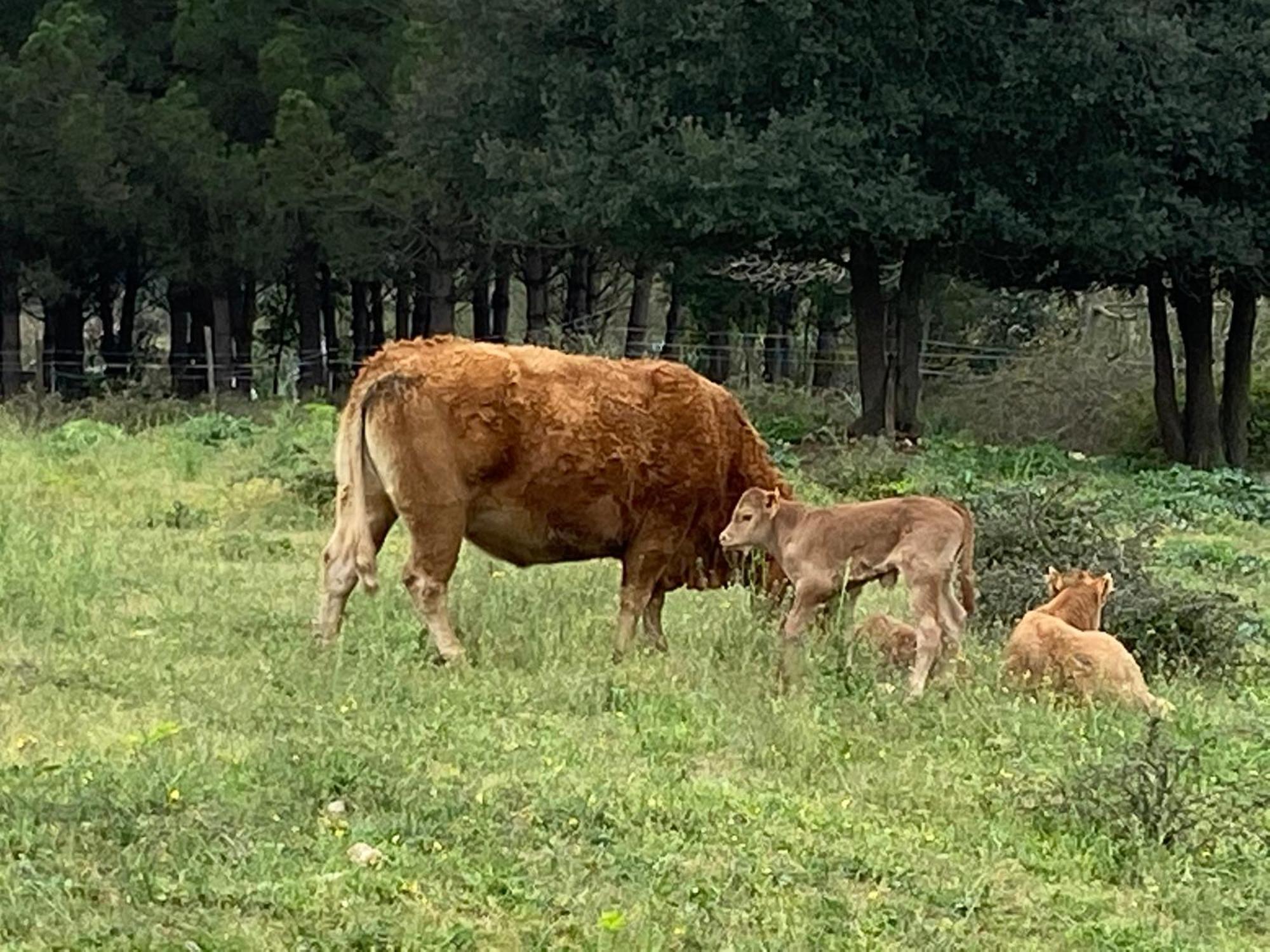 Casa Rural Can Jepet La Cellera de Ter Esterno foto